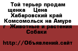 Той-терьер продам щенка  › Цена ­ 8 000 - Хабаровский край, Комсомольск-на-Амуре г. Животные и растения » Собаки   